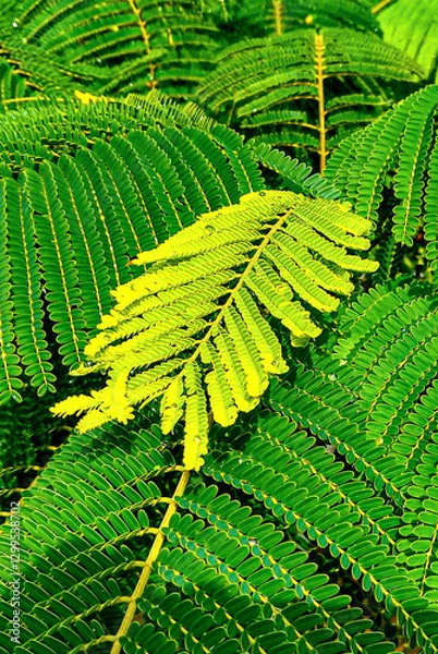 Fototapeta pattern of green fern leaves with a yellowish branch in the center 2