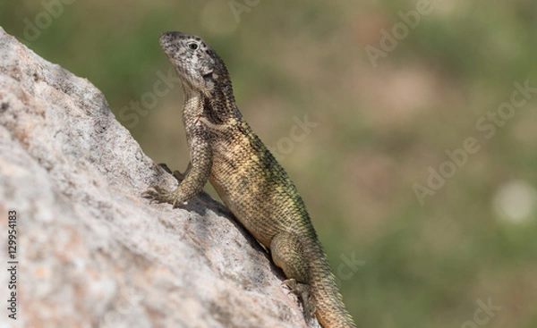 Fototapeta Iguana