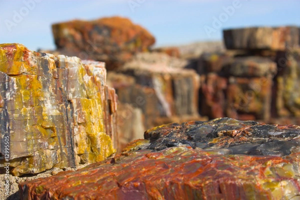 Obraz Petrified forest