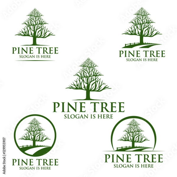 Fototapeta pine tree, oak, tree, leaf. logo design