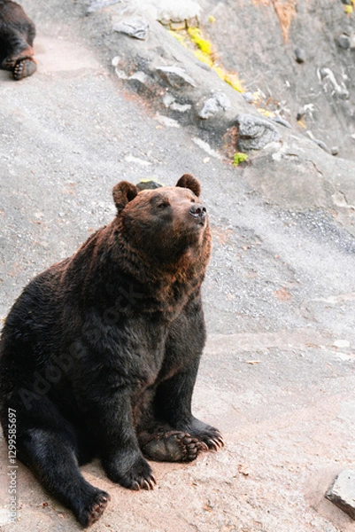 Obraz 座り込む熊