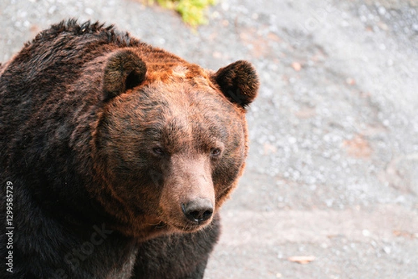 Obraz 堂々と歩くヒグマ