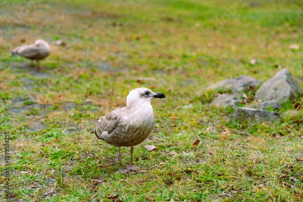 Obraz 芝生の上を歩くカモメ