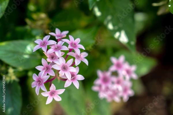 Obraz ピンク色の可愛い花