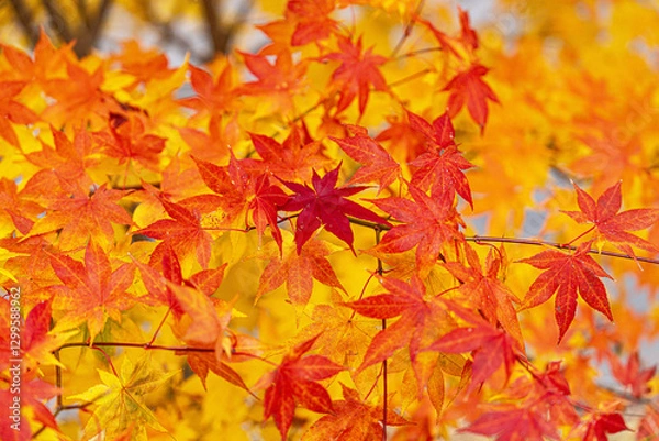 Obraz 鮮やかな紅葉