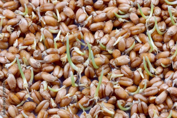 Obraz ростки пшеницы проросли и лежат на столе