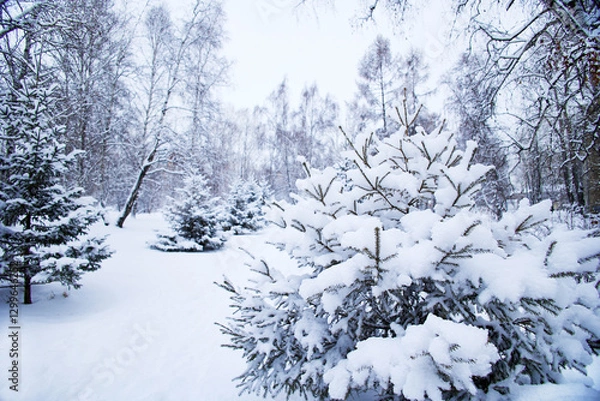 Obraz Winter landscape featuring snow-covered trees and a serene atmosphere in a forest setting. 