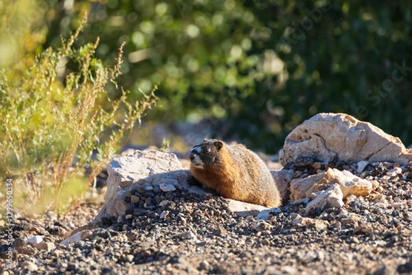 Fototapeta Marmot sitting in rocks in the sun