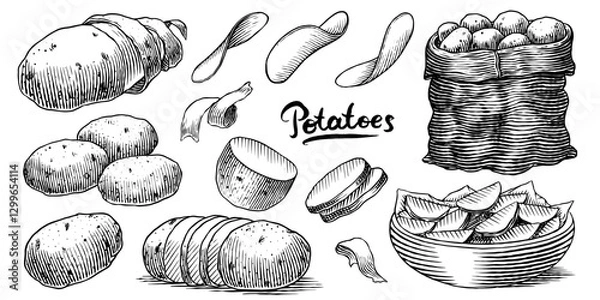 Obraz Potatoes and plant hand drawn. Collection of vegetables and chips in a dish and full sack of fresh food. Spud or pratie engraved pieces. Murphy in groups ready to eat