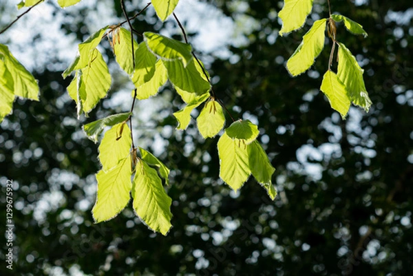 Fototapeta Close up of beautiful lime green fresh new growth leaves of Beech tree Fagus Sylvatica highlighted by warm spring sunshine with dew droplets and fine hairs