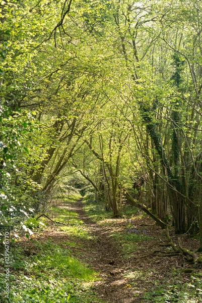 Fototapeta Small winding woodland walking trail with Hyacinthoides non-scripta common english bluebell tree canopy archway springtime foliage