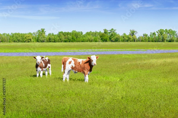Fototapeta Two young bull on the meadow