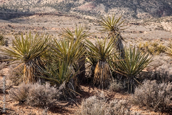Obraz Yucca plants on an arid desert near Las Vegas city, Southern Nevada, USA