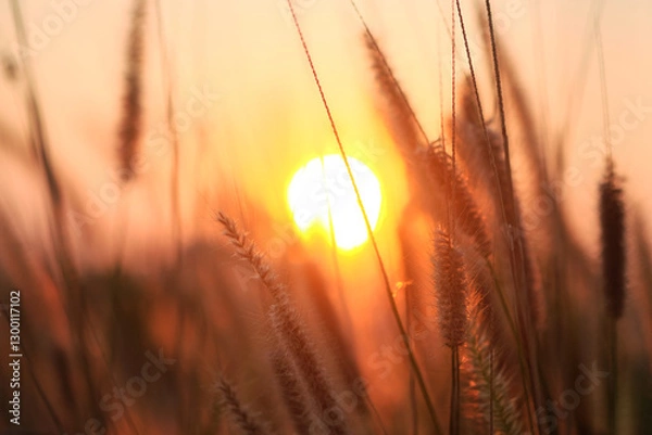 Obraz Grass flower on sunset background, soft focus, vintage tone.