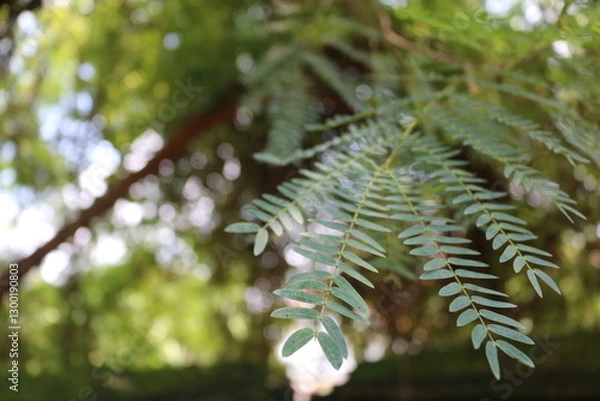 Obraz A delicate fern leaf sways gently, bathed in warm sunlight with a dreamy bokeh background.