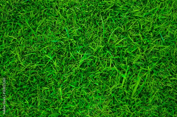 Fototapeta Green Grass Field