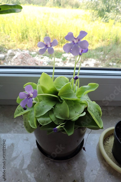 Obraz Flowering butterworts Tina and many dark-winged fungus gnats stuck to its leaves, purple flowers