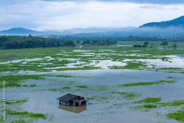 Obraz High angle view a single hut in the middle of a meadow in wetland, A hut surround by river and meadows