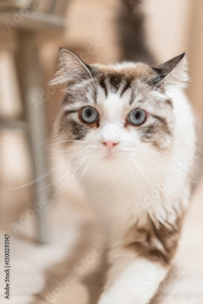 Fototapeta 椅子の横を歩く猫