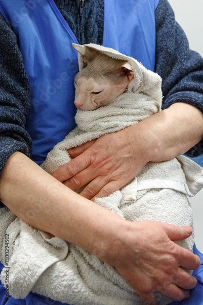 Obraz Sphynx cat wrapped in towel after bath