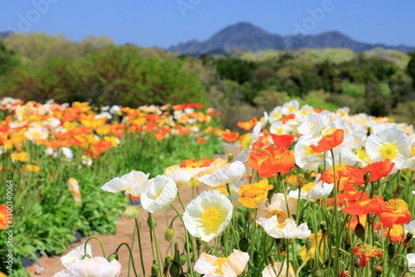 Obraz 満開のアイスランドポピー