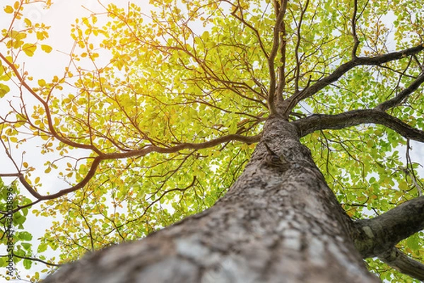 Obraz Up looking on big tree with green leaf and soft sunlight