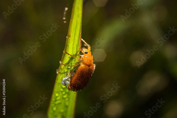 Fototapeta Bug macro ,on a green leaf as background