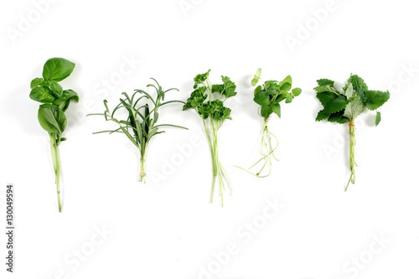 Obraz Studio shot of fresh herbs