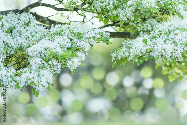 Obraz Chinese Fringe-tree