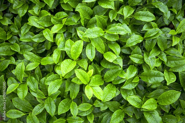 Obraz tea leaves as background