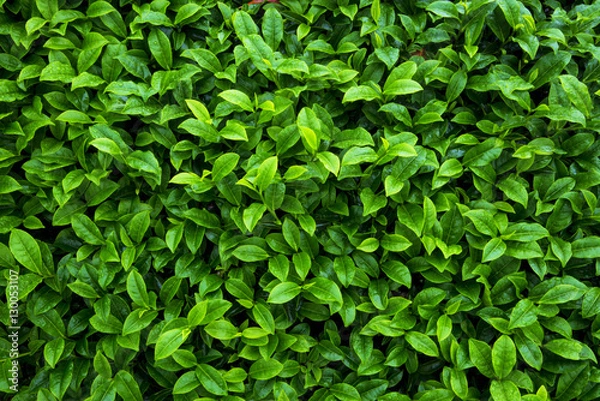 Obraz tea leaves as background