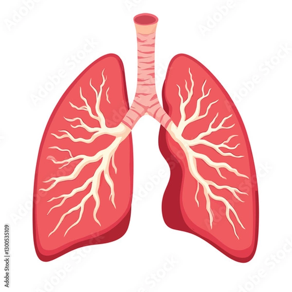 Obraz A human lungs vector illustration with a white background