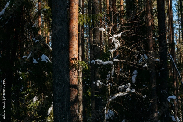 Fototapeta Sunlight in the spring