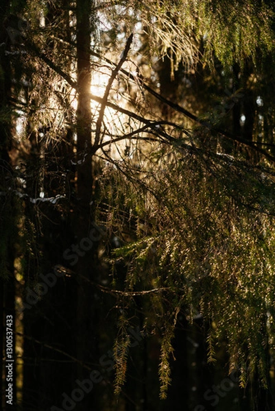 Fototapeta Sunlight in the spring