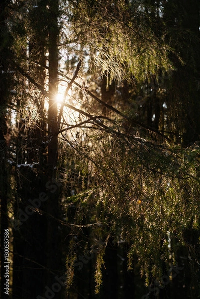 Fototapeta Sunlight in the spring