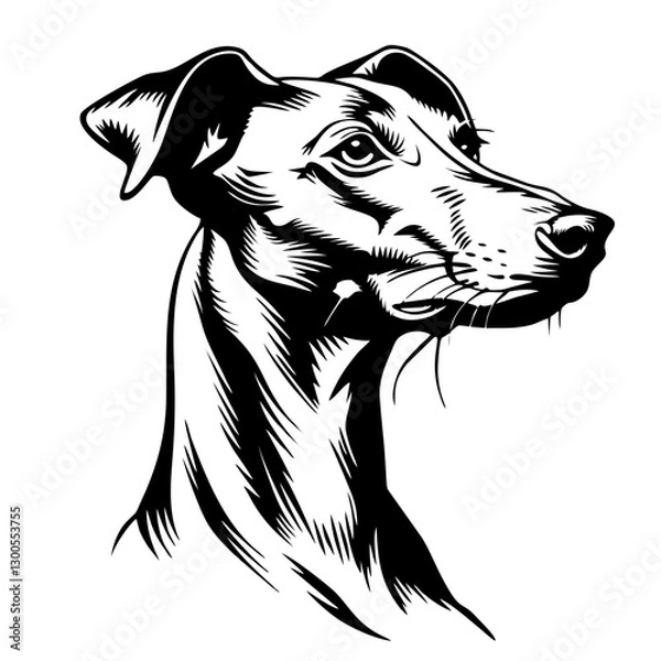Fototapeta Elegant black and white greyhound dog portrait in artistic line drawing style. Azawakh dog