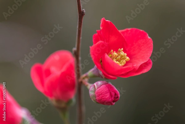 Fototapeta flowering quince
