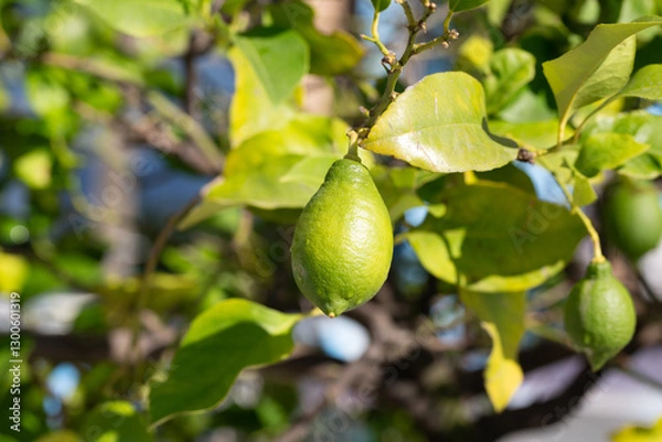 Fototapeta green-yellow lemon on a branch in the garden on a sunny day.