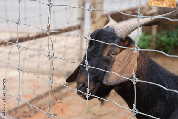 Obraz Black Goat in Cell 