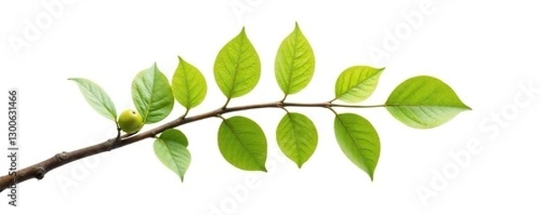 Obraz A branch with a unique shape isolated on a white background, branch, nature, tree