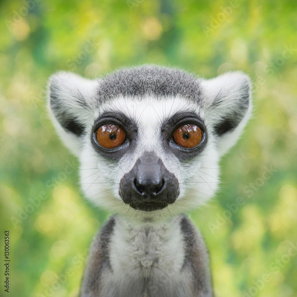 Fototapeta śmieszna twarz lemura z bliska z dużymi oczami