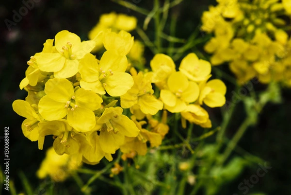 Fototapeta 菜の花