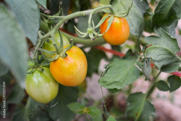 Fototapeta Tomato on a plant in the garden.from Thailand selective and soft focus 