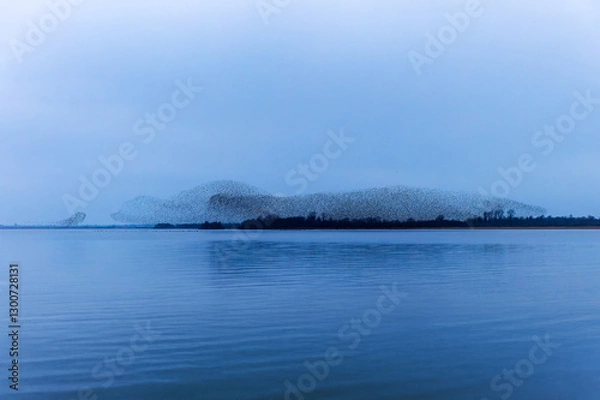 Fototapeta Murmuration of starling birds reflected in lake water at "Lough Ennell". Flock of thousands of starlings flying or swarming at dusk. "County Westmeath", Ireland