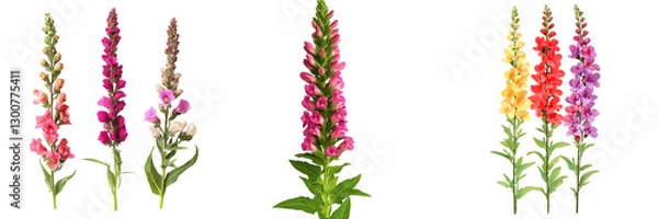 Fototapeta Set of Snapdragons Antirrhinum Tall spike, Snapdragons Antirrhinum flower, a group of flowers isolated on a transparent background