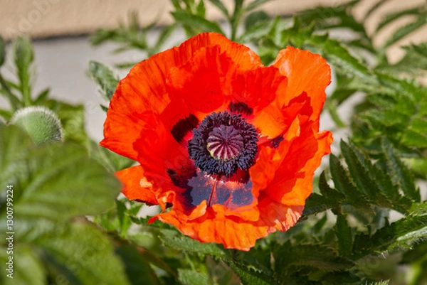 Obraz Poppy, detail view of a full blooming red orange poppy flower with green leaves and stems