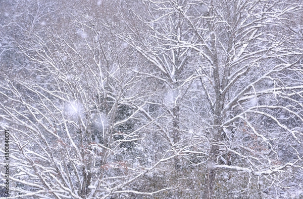 Obraz 雪と森の詩