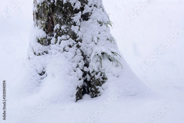 Obraz 雪と森の詩