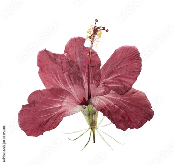 Obraz Pressed and dried flower hibiscus isolated