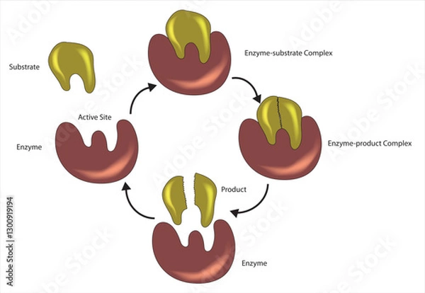 Fototapeta Enzyme substrate model
